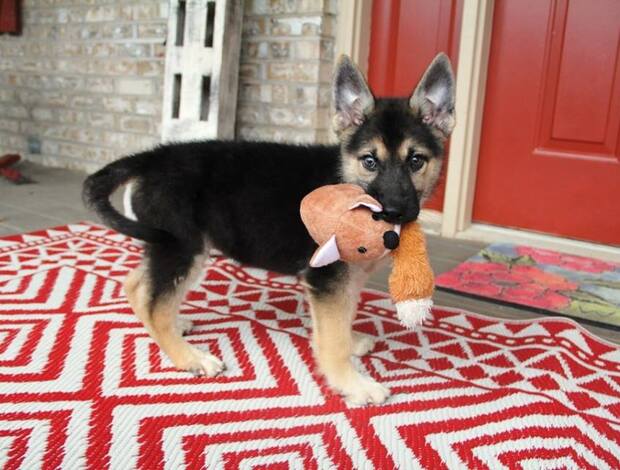 German Shepherd Dog German Shepherd Puppies