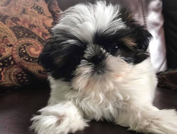 Shih Tzu Adorable Shih Tzu Puppies