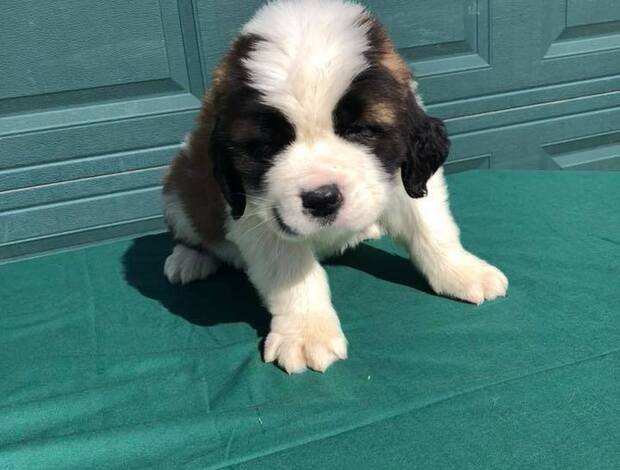 St Bernard Lovely Saint Bernard Puppies