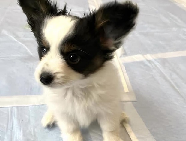 Papillon Adorable Papillon puppies