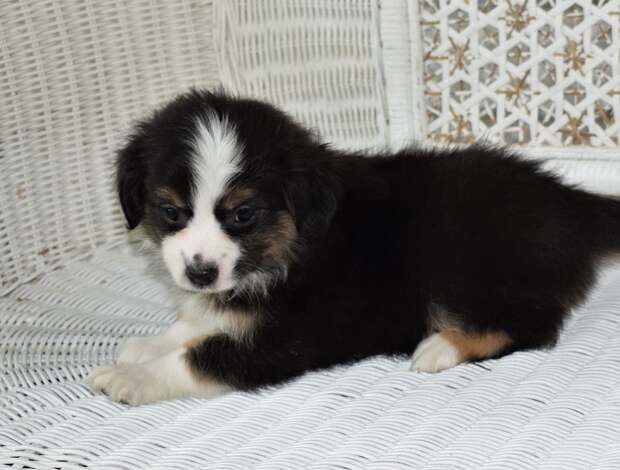 Australian Terrier AKC Australian Shepherd puppies