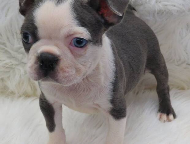 Boston Terrier Home trained Boston Terrier Puppies
