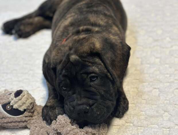 Bullmastiff Well Socialized Bullmastiff Puppies