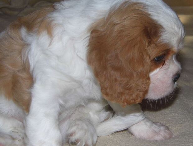 Cavalier King Charles Spaniel Home Raised Cavalier King Charles Spaniel Puppies