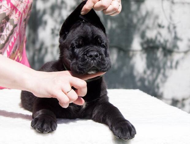 Cane Corso Home raised Cane Corso Puppies