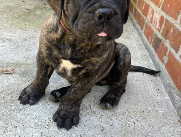 Bullmastiff Well Socialized Bullmastiff Puppies