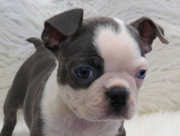 Boston Terrier Home trained Boston Terrier Puppies