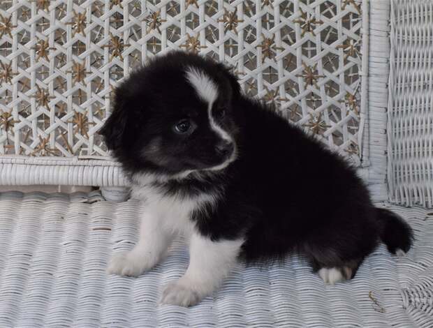 Australian Shepherd AKC Australian Shepherd puppies