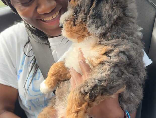 Other Charming Aussiedoodle puppies