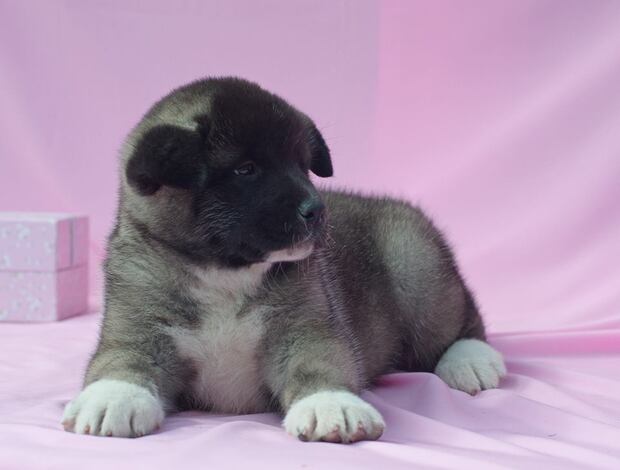 American Akita Well Trained American Akita puppies