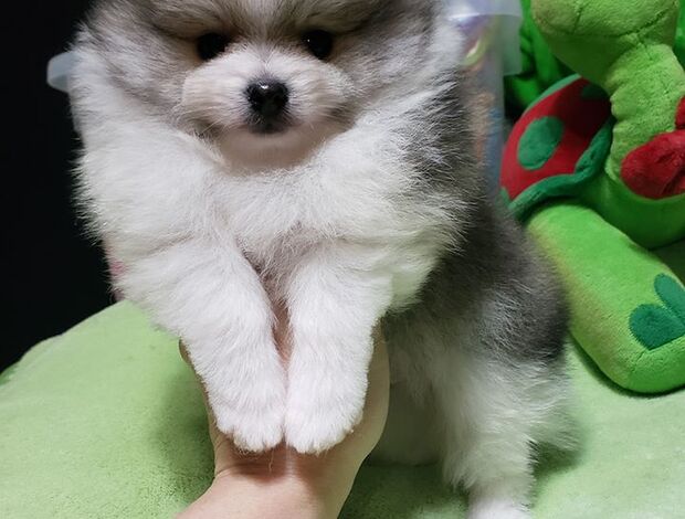 Pomeranian Beautiful Pomeranian Puppies For Sale.