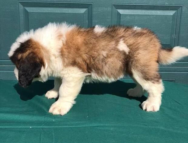 St Bernard Lovely Saint Bernard Puppies
