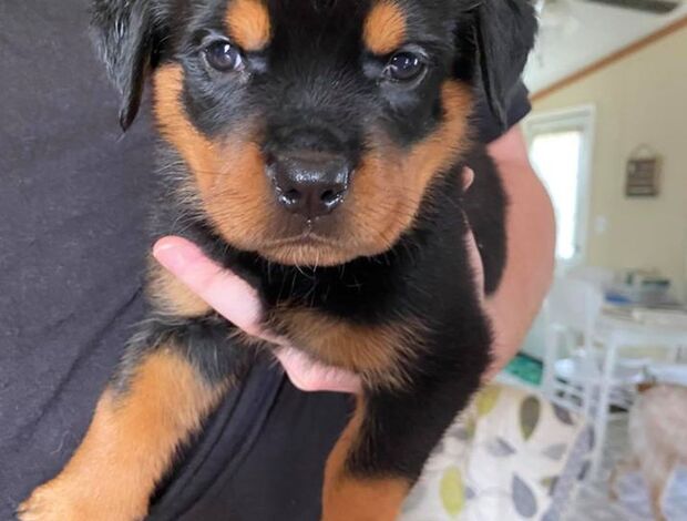 Rottweiler Home Raised Rottweiler Puppies