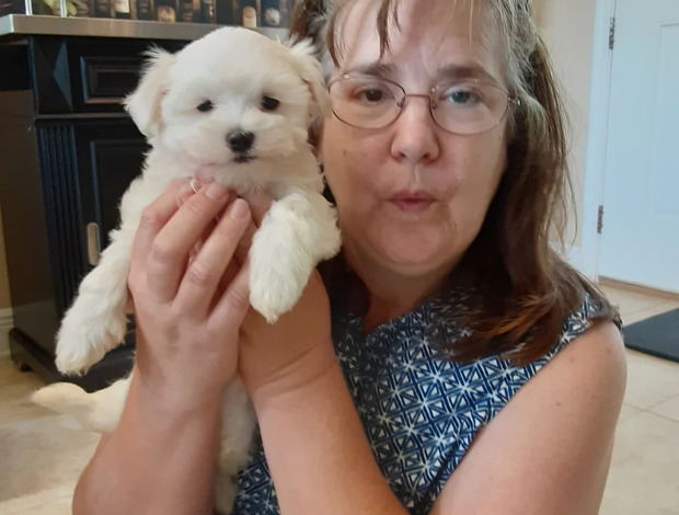 Maltese Maltese puppy male