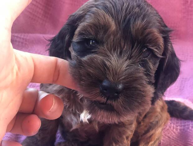 Other Cockapoos Puppies For Sale