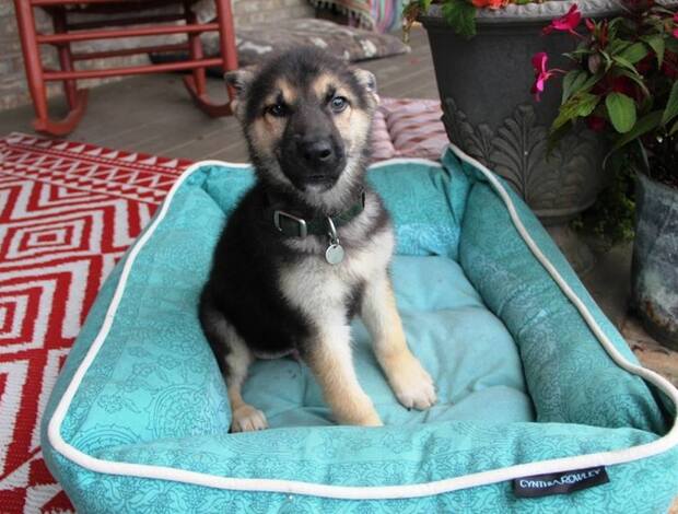 German Shepherd Dog German Shepherd Puppies