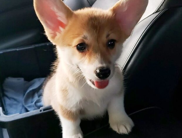 Welsh Corgi, Pembroke Pembroke Welsh Corgi Puppies