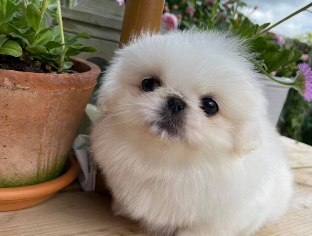 Pekingese AKC Registered Pekingese Puppies
