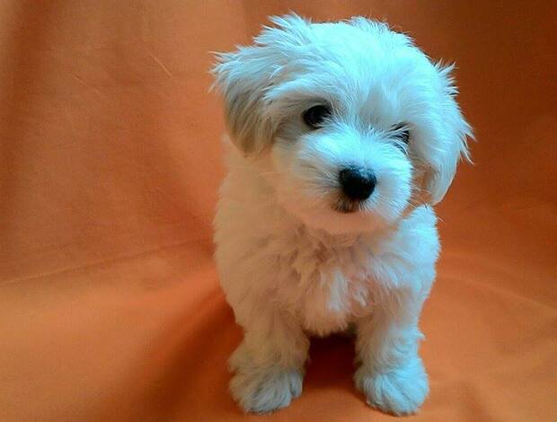 Maltese Maltese puppy male
