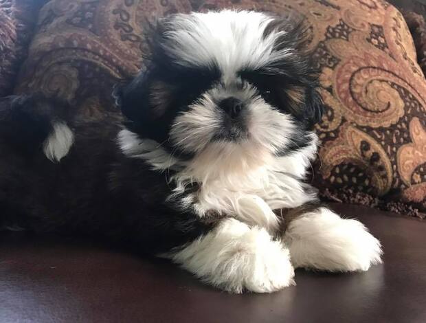 Shih Tzu Adorable Shih Tzu Puppies