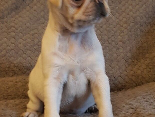 Pug Healthy Pug Puppies