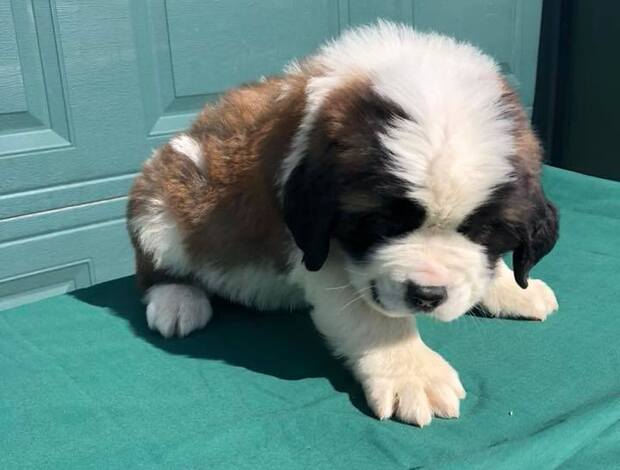 St Bernard Lovely Saint Bernard Puppies