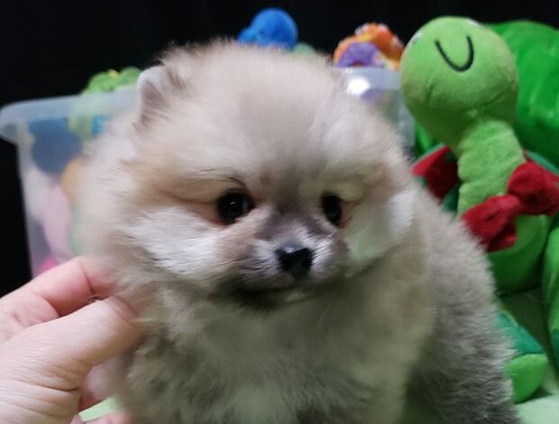 Pomeranian Beautiful Pomeranian Puppies For Sale.