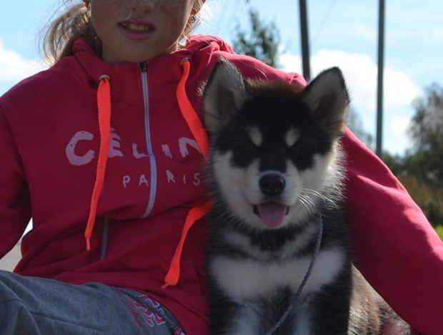 Alaskan Malamute Obedient Alaskan Malamute puppies available
