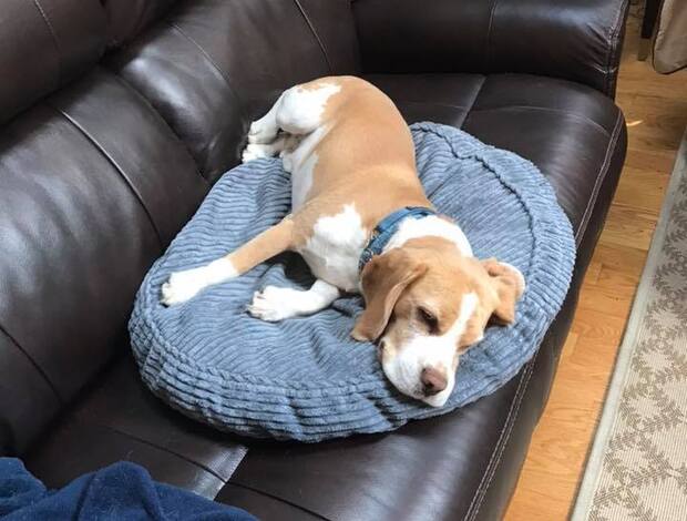 Beagle AKC Beagle puppies