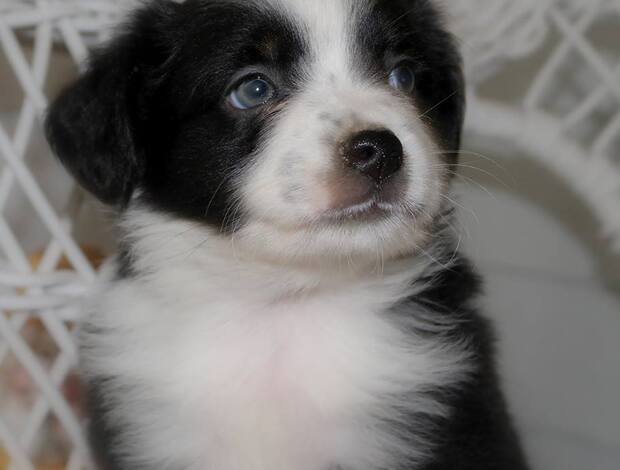 Australian Shepherd AKC Australian Shepherd puppies