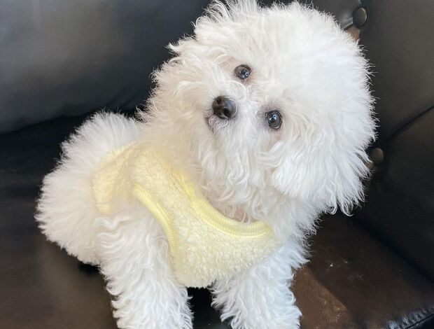 Bichon Frise Gorgeous Bichon Frise Puppies