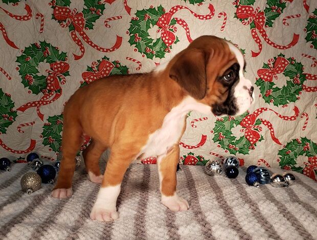 Boxer Adorable Boxer Puppies For Sale