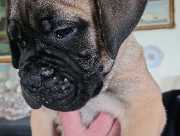 Bullmastiff Well Socialized Bullmastiff Puppies