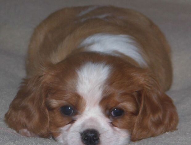 Cavalier King Charles Spaniel Home Raised Cavalier King Charles Spaniel Puppies