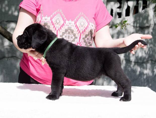 Cane Corso Home raised Cane Corso Puppies