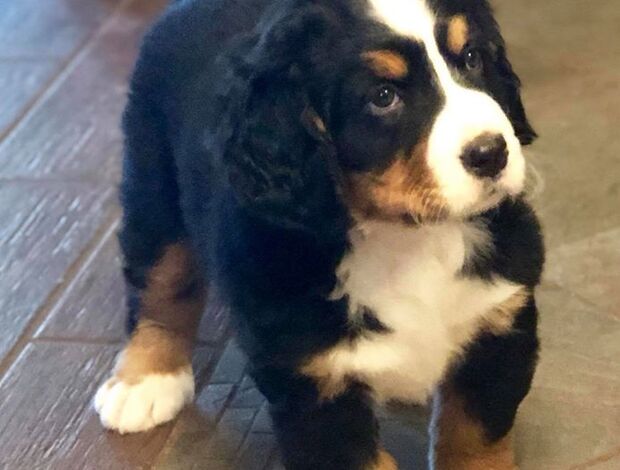 Bernese Mountain Dog Bernese Mountain Dog Puppies