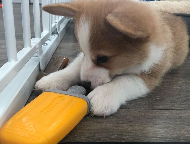 Welsh Corgi, Pembroke Pembroke Welsh Corgi Puppies