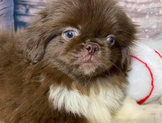 Pekingese AKC Registered Pekingese Puppies