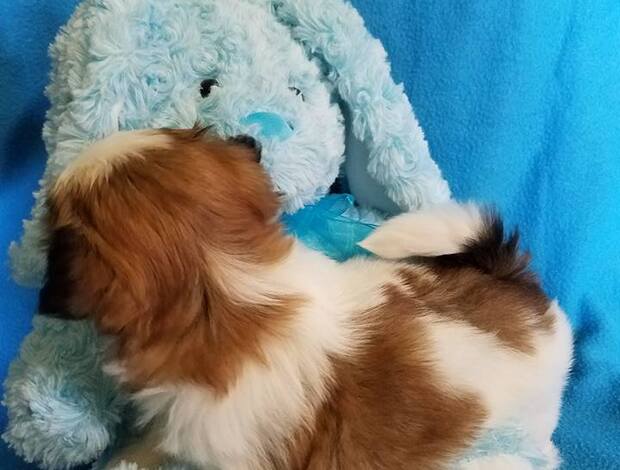 Shih Tzu Adorable Shih Tzu Puppies