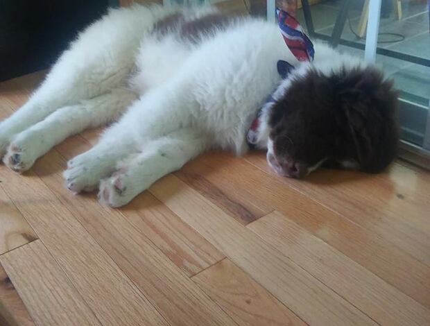 St Bernard Lovely Saint Bernard Puppies