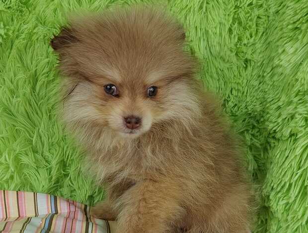 Pomeranian Beautiful Pomeranian Puppies For Sale.