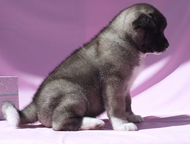 American Akita Well Trained American Akita puppies