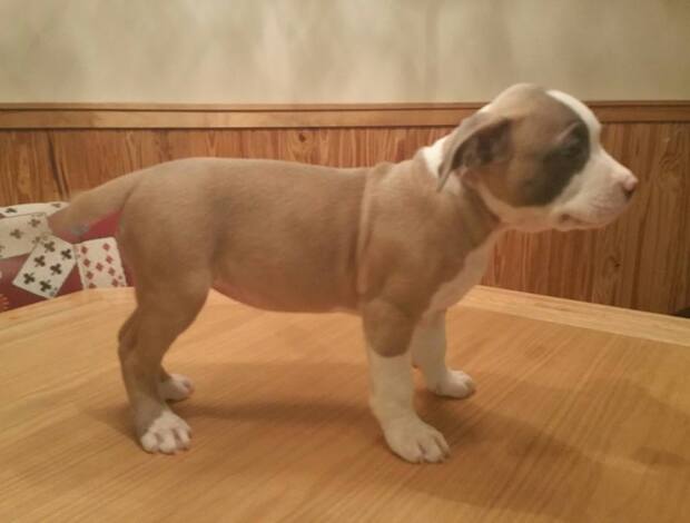 American Pit Bull Terrier Male and female American Pit Bull Terrier puppies