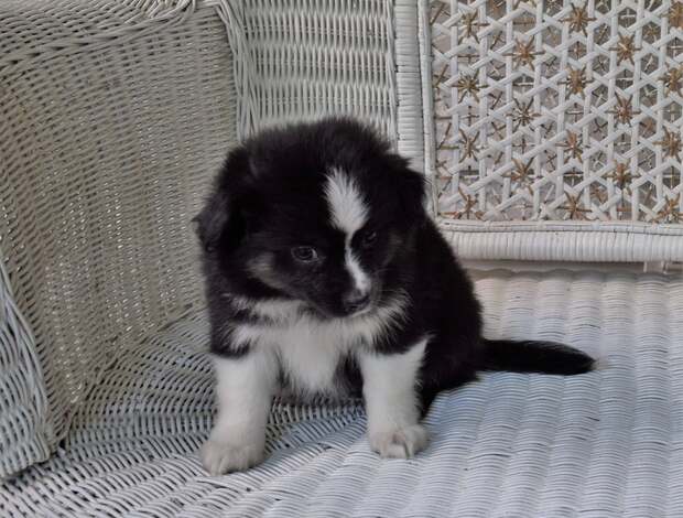 Australian Shepherd AKC Australian Shepherd puppies