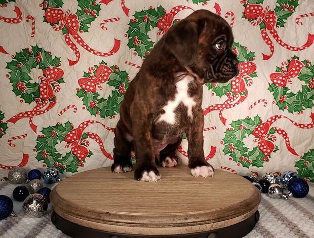 Boxer Adorable Boxer Puppies For Sale