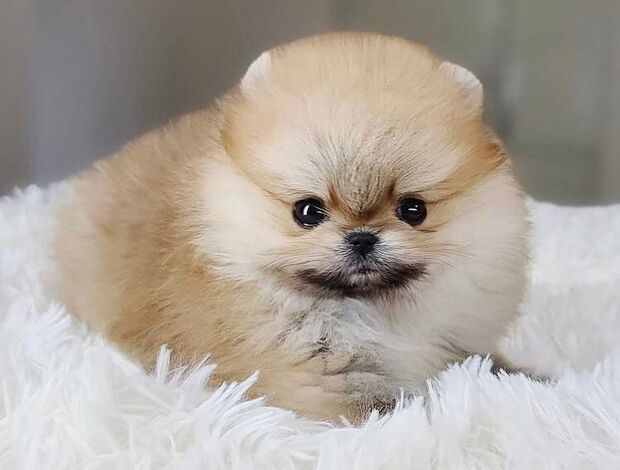 Pomeranian WELL TRAINED TEACUP POMERANIAN PUPPY