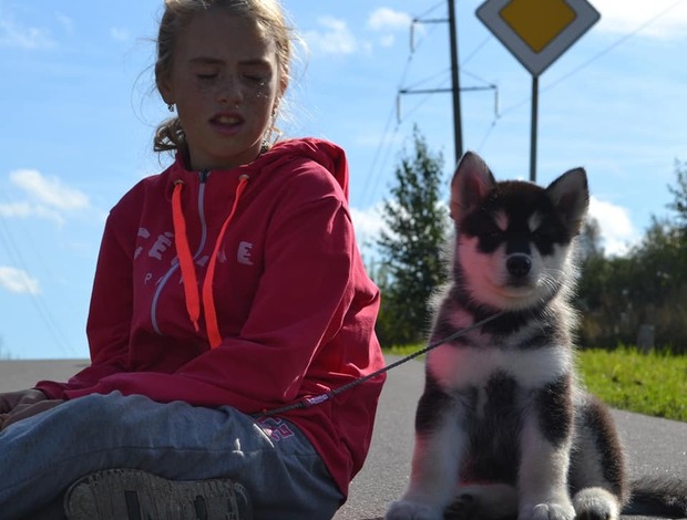 Alaskan Malamute Obedient Alaskan Malamute puppies available