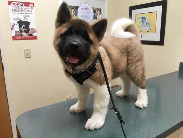 American Akita Healthy Male And Female American Akita Puppies Available