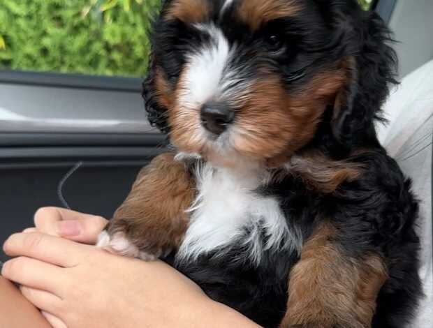 Other Charming Aussiedoodle puppies