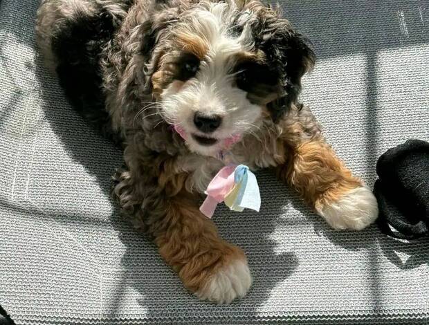 Other Beautiful Bernedoodle Puppies